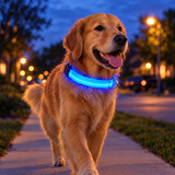 Golden retriever wearing the glowing blue LED collar on an evening walk